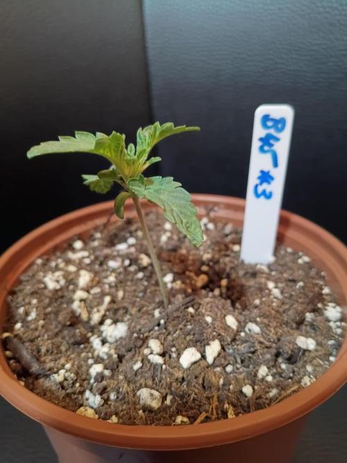 🌲 OGanja Returns | Silent Seeds B-45 🌲. Week 1 - B45 #3 – vigorous early growth and nice leaf development.