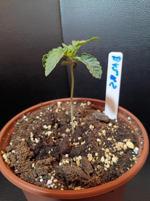 🌲 OGanja Returns | Silent Seeds B-45 🌲. Week 1 - B45 #2 – healthy seedling with a little more stretch.