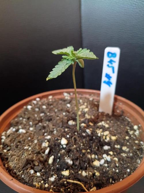🌲 OGanja Returns | Silent Seeds B-45 🌲. Week 1 - B45 #4 – slightly taller phenotype, developing well.