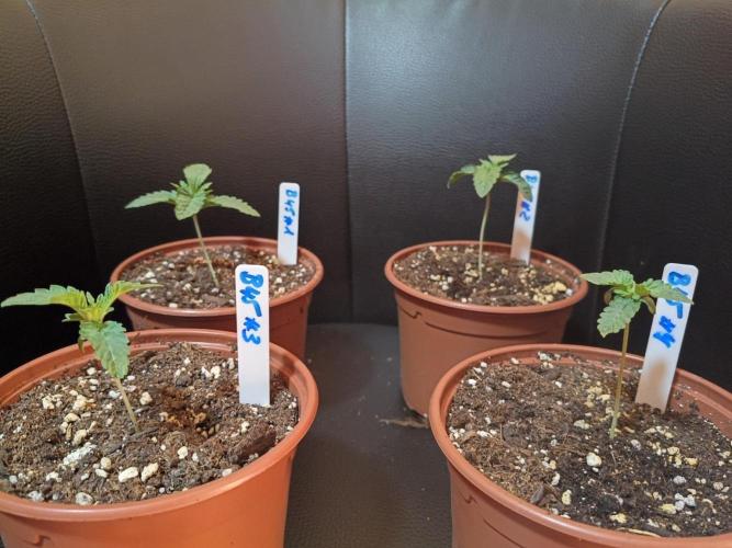 🌲 OGanja Returns | Silent Seeds B-45 🌲. Week 1 - Week 1 – all four B45 seedlings together. 4/5 seeds germinated.