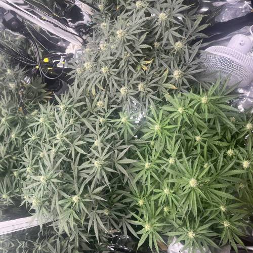 イプシロンf1. Week 3 - Day48