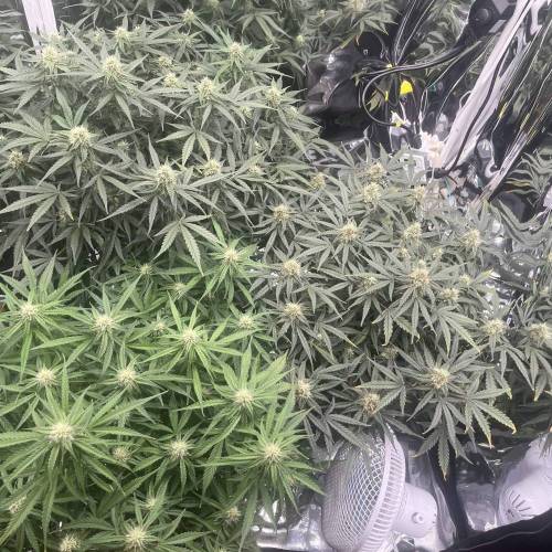 イプシロンf1. Week 4 - Day55