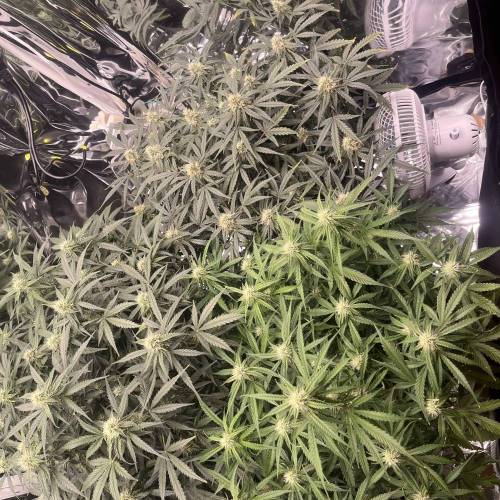 イプシロンf1. Week 4 - Day52