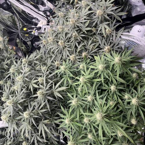 イプシロンf1. Week 4 - Day54