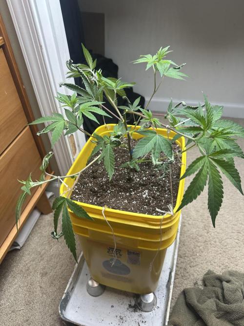 Platinum cookies (photoperiod)(clone). Week 4 - Day 1
