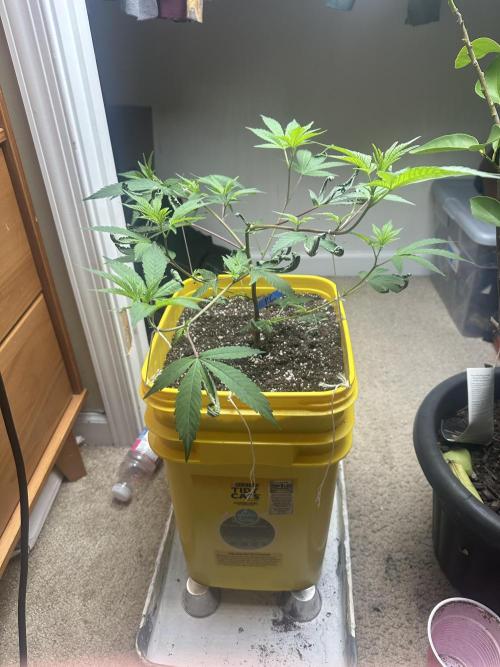 Platinum cookies (photoperiod)(clone). Week 4 - 2