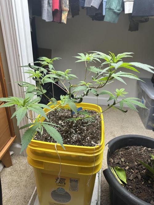 Platinum cookies (photoperiod)(clone). Week 4 - 3