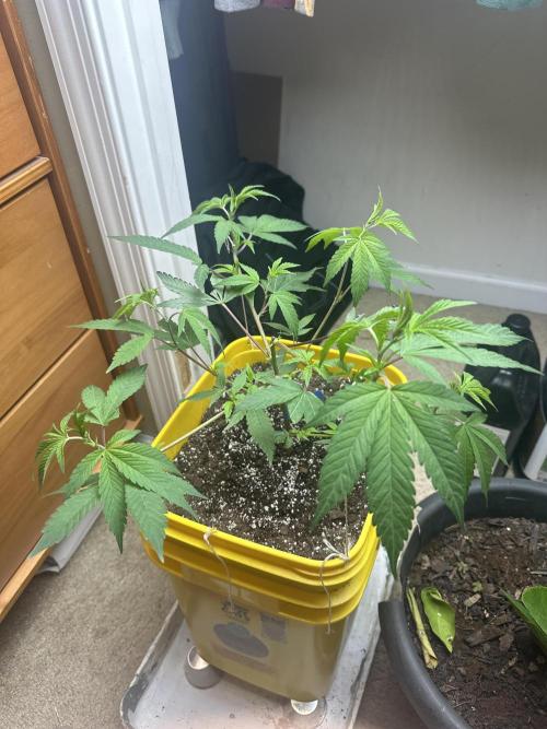 Platinum cookies (photoperiod)(clone). Week 4 - Day 3 after leaf trim, droopy leaves cuz it’s bedtime