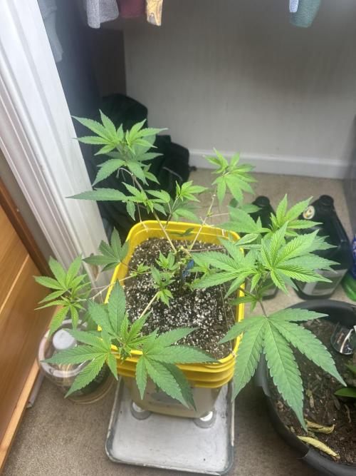 Platinum cookies (photoperiod)(clone). Week 5