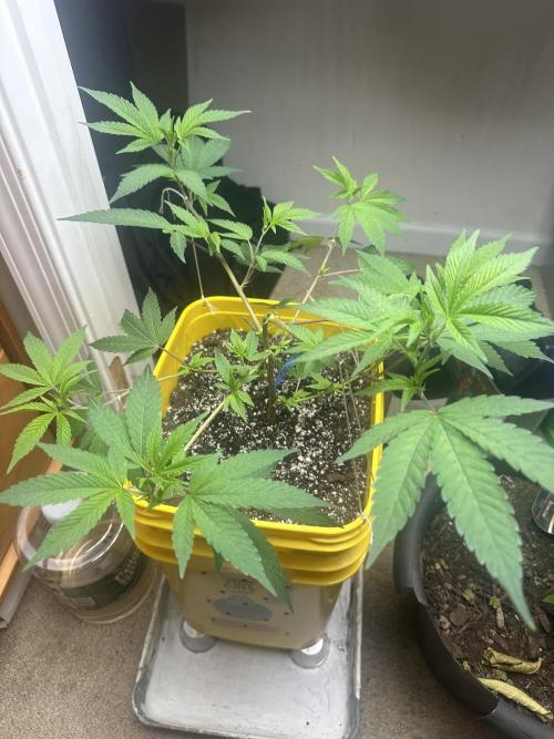Platinum cookies (photoperiod)(clone). Week 5