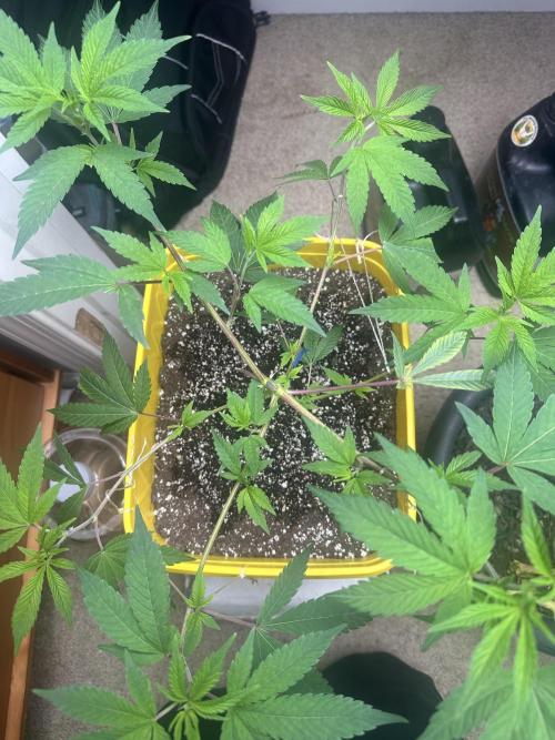Platinum cookies (photoperiod)(clone). Week 5