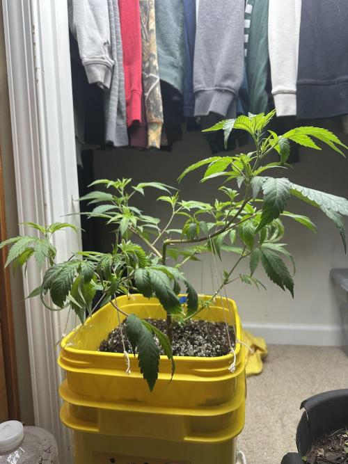 Platinum cookies (photoperiod)(clone). Week 6 - Day 1
