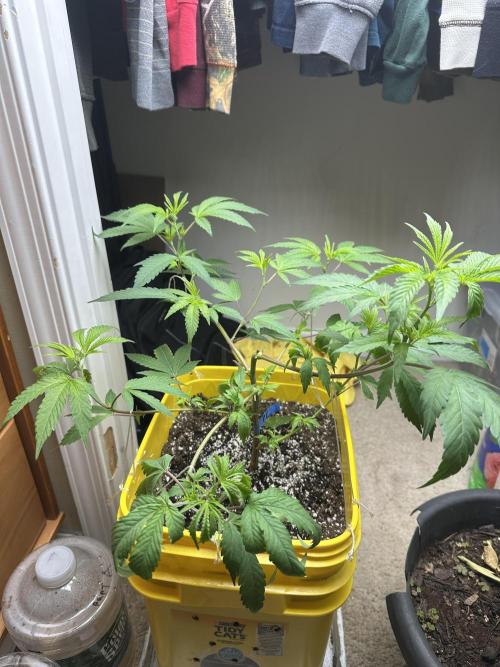 Platinum cookies (photoperiod)(clone). Week 6 - Day 1 