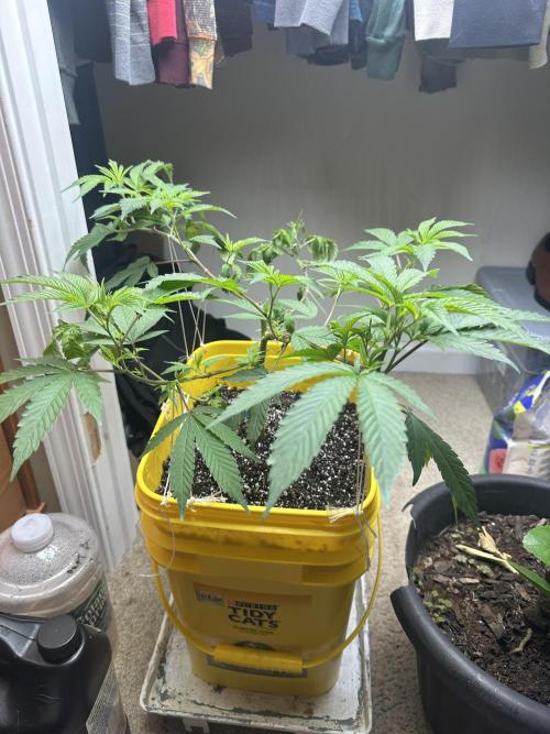 Platinum cookies (photoperiod)(clone). Week 6