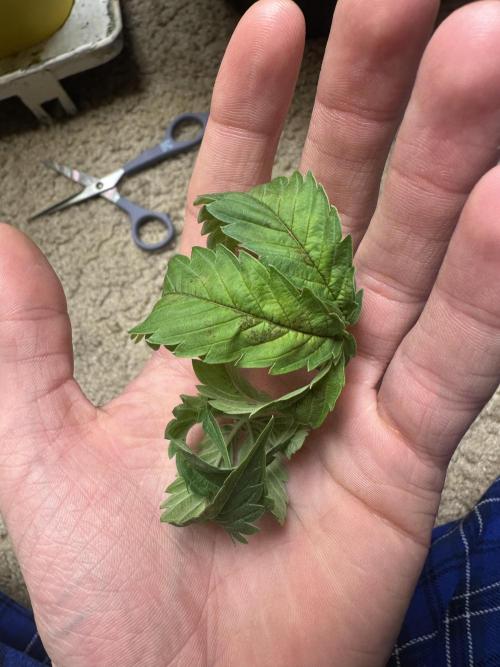 Platinum cookies (photoperiod)(clone). Week 6