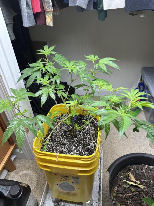 Platinum cookies (photoperiod)(clone). Week 6