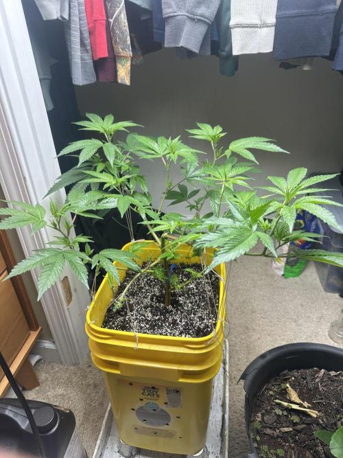 Platinum cookies (photoperiod)(clone). Week 6