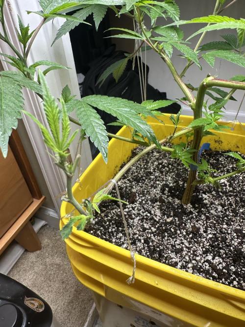 Platinum cookies (photoperiod)(clone). Week 6