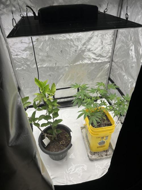 Platinum cookies (photoperiod)(clone). Week 7 - 1