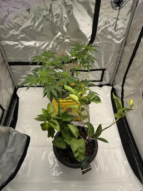 Platinum cookies (photoperiod)(clone). Week 7 - 1 Merry Christmas !