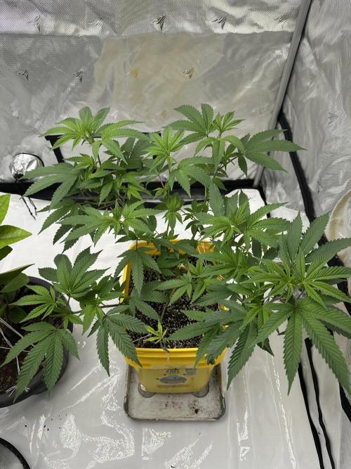 Platinum cookies (photoperiod)(clone). Week 7 - Day 4