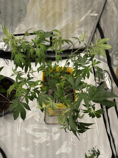 Platinum cookies (photoperiod)(clone). Week 7 - Day 5 
Did some training and trimming before bed 
