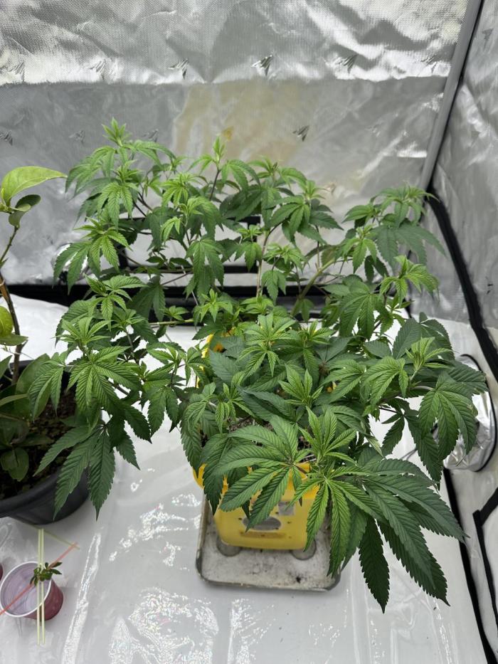 Platinum cookies (photoperiod)(clone). Week 8 - Happy new year! 
