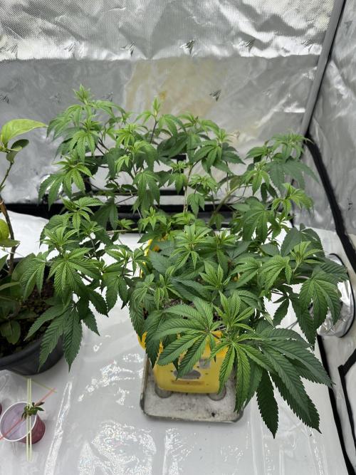 Platinum cookies (photoperiod)(clone). Week 8 - Happy new year! 
