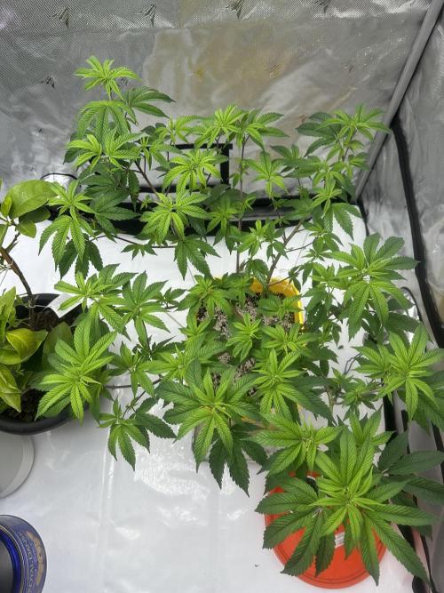 Platinum cookies (photoperiod)(clone). Week 8 - Day 6