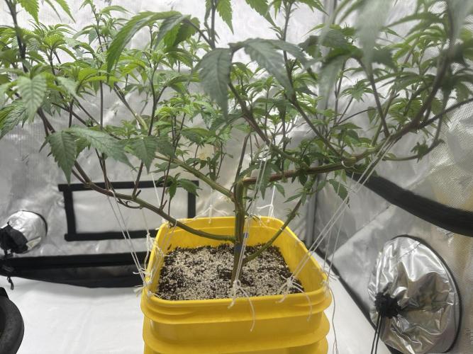 Platinum cookies (photoperiod)(clone). Week 8 - Day 6 
