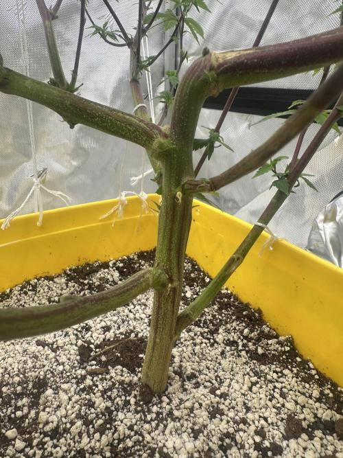 Platinum cookies (photoperiod)(clone). Week 9 - Flower day 1