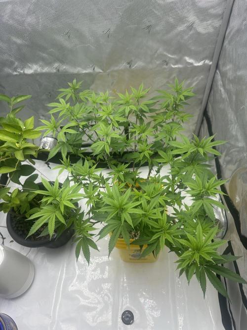 Platinum cookies (photoperiod)(clone). Week 9 - Flower day 1