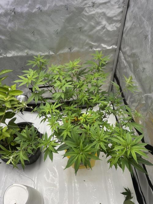 Platinum cookies (photoperiod)(clone). Week 9 - Day 5 flower
Did slight trim, some supercropping, and LST