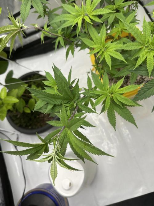 Platinum cookies (photoperiod)(clone). Week 9