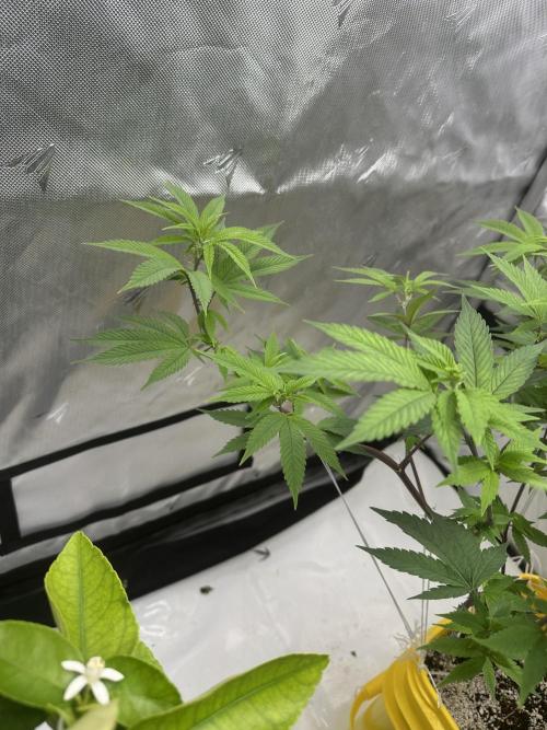Platinum cookies (photoperiod)(clone). Week 9