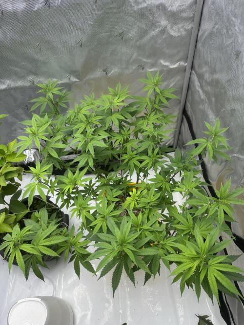 Platinum cookies (photoperiod)(clone). Week 10 - Day 1 week 2 of flower, training worked well 