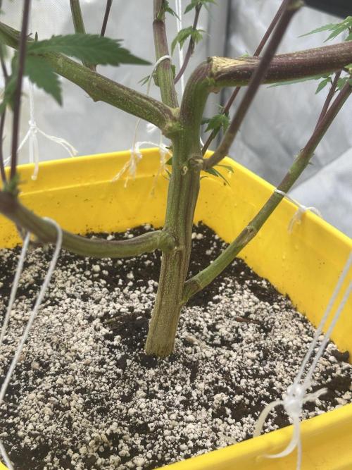 Platinum cookies (photoperiod)(clone). Week 10 - Day 1