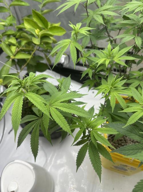 Platinum cookies (photoperiod)(clone). Week 10 - Day 1