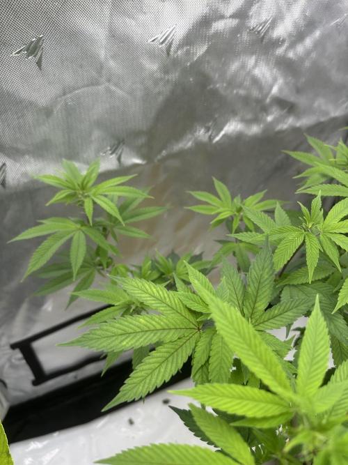 Platinum cookies (photoperiod)(clone). Week 10 - Day 1