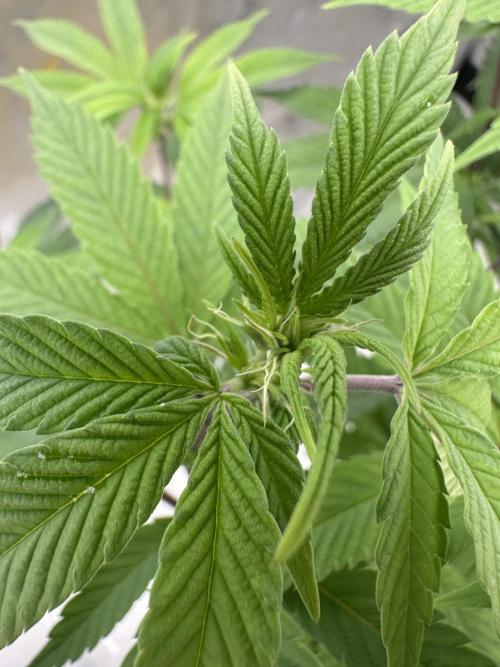 Platinum cookies (photoperiod)(clone). Week 10 - Day 1
Looks like I’m getting the first pistils 