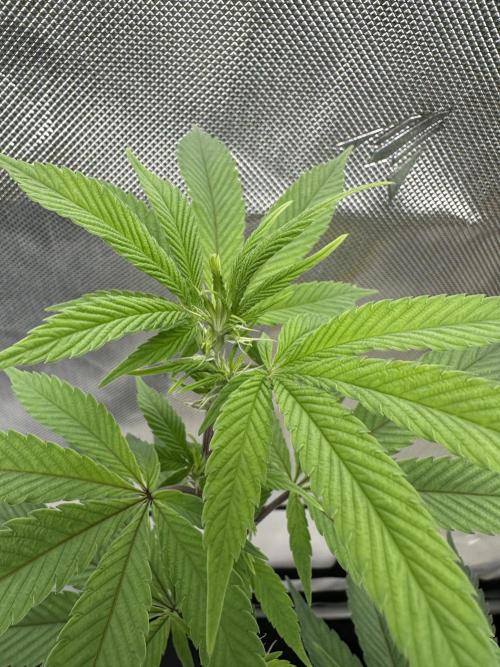 Platinum cookies (photoperiod)(clone). Week 10 - Day 1 
Another close up of the pistils 