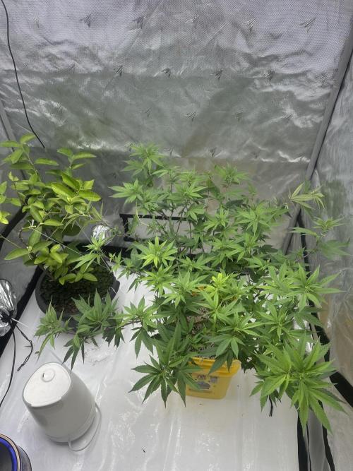 Platinum cookies (photoperiod)(clone). Week 10 - Low stress training/ supercropping