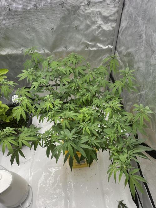 Platinum cookies (photoperiod)(clone). Week 10