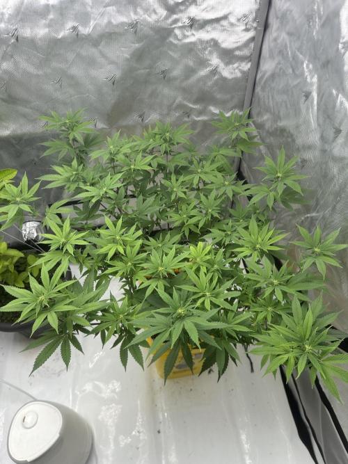 Platinum cookies (photoperiod)(clone). Week 10