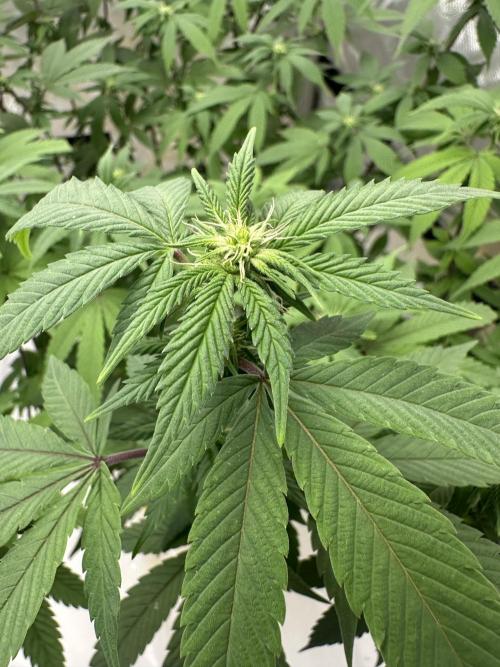 Platinum cookies (photoperiod)(clone). Week 10