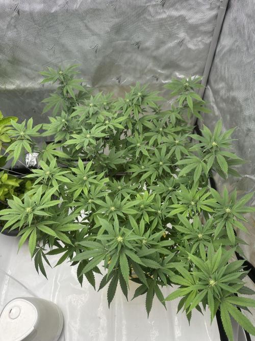 Platinum cookies (photoperiod)(clone). Week 10