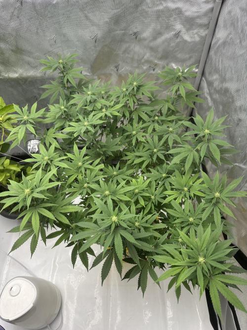 Platinum cookies (photoperiod)(clone). Week 11