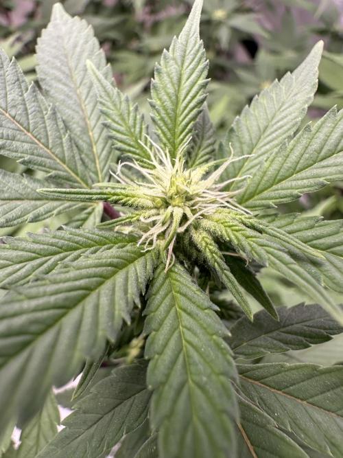 Platinum cookies (photoperiod)(clone). Week 11