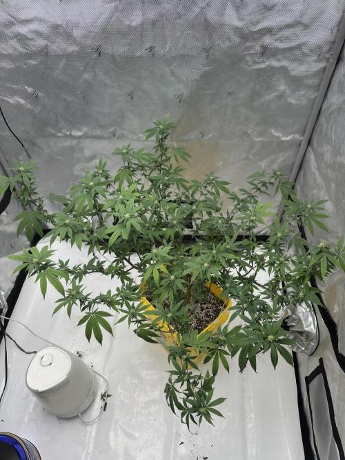Platinum cookies (photoperiod)(clone). Week 11