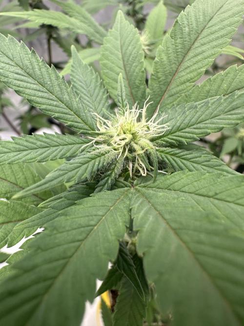 Platinum cookies (photoperiod)(clone). Week 11